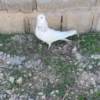 5 تا کبوتر پر و فیت