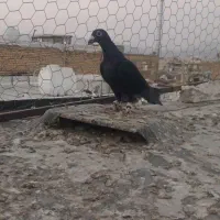 سیاه پلاکی نر