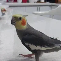 عروس هلندی نر