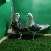 کبوتر پرشی. شازده. هما سرور چکمه پا. پشتدار.|پرنده|اصفهان, بابوکان|دیوار