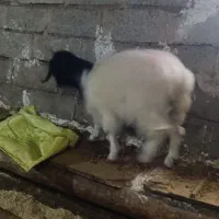 یک عدد بزغاله ماده|حیوانات مزرعه|اردبیل, |دیوار