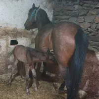 مادیان یورغه مادرزاد