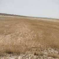 20باک کاه دیم
