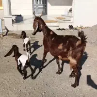 بز و بزغاله|حیوانات مزرعه|سیمین شهر, |دیوار