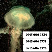 0913.584.40.41|سیم‌کارت|یزد, |دیوار