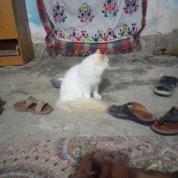 گربه خانگی رام شده فروشی