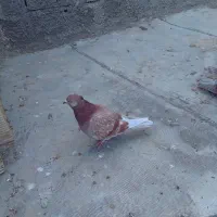 کبوتر پرشی غریب‌