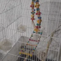 کوتوله، گیرینچیک