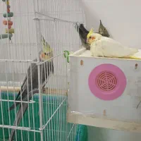 عروس هلندی مولد در کمیجان|پرنده|کمیجان, |دیوار