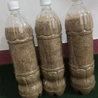 بذر مرغوب و گلچین شده