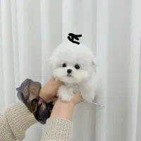 عروسک خونگی