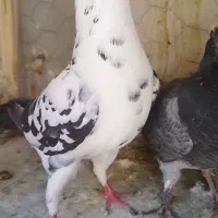 نر و ماده سوسکی بزک