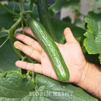 خیار تازه