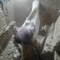 تهرانی بالاگرد|پرنده|بیرانوند, |دیوار