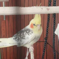 طوطی عروس نر|پرنده|رشت, نظری|دیوار