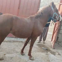 خریدو و فروش اسب پالونی با بالاترین قیمت