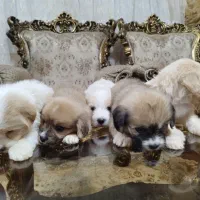 فروش سگ شیتزو تریر|سگ|آستارا, |دیوار