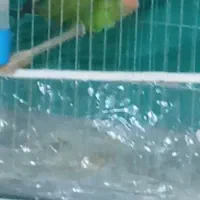 طوطی برزیلی،با ۵تا تخم