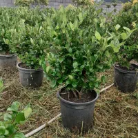 یاس هلندی ریشه پر سطل 12