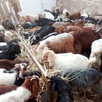 دام سبک|حیوانات مزرعه|مشهد, كنويست|دیوار