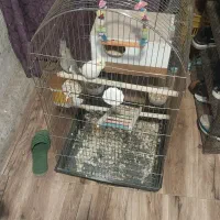 یک جفت عروس هلندی|پرنده|مشهد, محمدآباد|دیوار