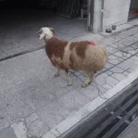 فروش گوسفند زنده و قصاب سیار|حیوانات مزرعه|اسلامشهر, شاطره|دیوار