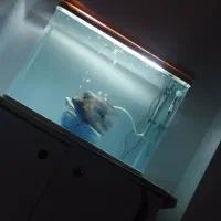 اکواریوم شرکتی