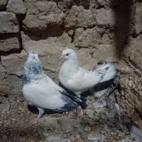 جفت جوجه پرشی|پرنده|کرباسک, |دیوار