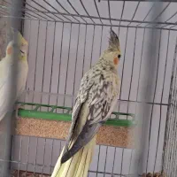 ۲ عدد عروس هلندی معاوضه با آکواریوم ۱ متری