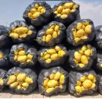 سیب زمینی وخلال اگریای اردبیل محصوص سرخ کردن