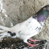 5عدد کبوتر فروشی