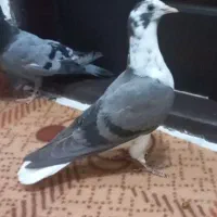 سه تا جوجه آماده دست پر