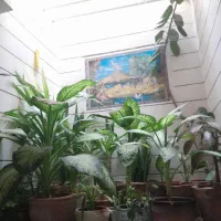 گل دیفن بزرگ