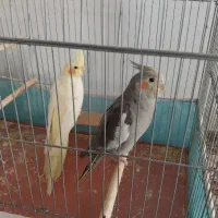 عروس هلندی