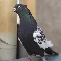 کبوتر پلاکی