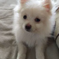 توله پامرانین سایز ریز ۵ماهه|سگ|فرخ‌شهر, |دیوار