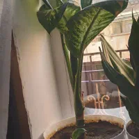 گل و گیاه|گل و گیاه طبیعی|سقز, |دیوار