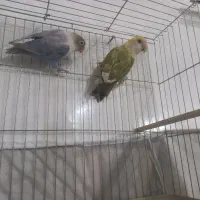 طوطی برزیلی