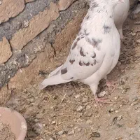 کبوترتهرانی