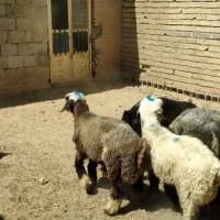 فروش انواع بره|حیوانات مزرعه|بروجن, |دیوار
