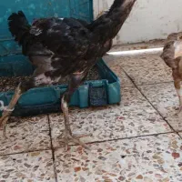 جوجه لاری|حیوانات مزرعه|اهواز, منبع اب|دیوار