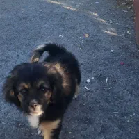 واگذاری شیترو و اسپیتز