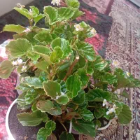 گل خانگی