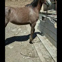 اسب مادیان درشور