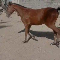 اسب|اسب و تجهیزات اسب‌سواری|بوشهر, |دیوار