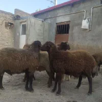 گوسفند نر گوشتی