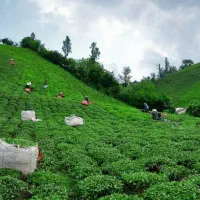 1000متر زمین باغی زمیدان