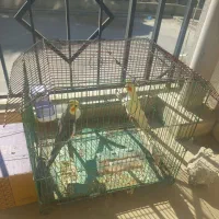 عروس هلندی جفتی ۲۵۰۰۰۰۰ با قفس|پرنده|پردیس, فاز ۱۱|دیوار