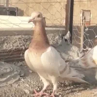 چند تا حیوان فروش|پرنده|بجنورد, |دیوار