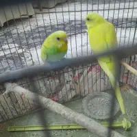 یک جفت مرغ عشق